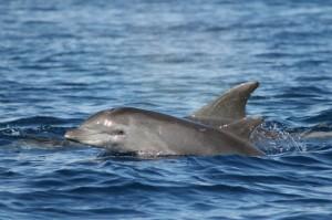 Campi estivi sull'isola di salina, studiando delfini e tartarughe marine