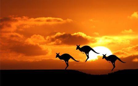Canguri, animali simbolo dell'Australia