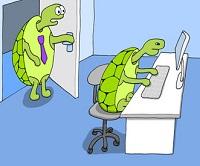 ufficio-tartarughe