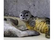 Germania, cuccioli foca trovati spiaggia (foto)