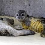 Germania, cuccioli di foca trovati in spiaggia (foto)