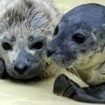 Germania, cuccioli di foca trovati in spiaggia01