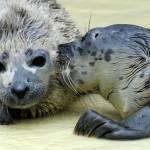 Germania, cuccioli di foca trovati in spiaggia03