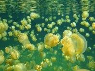 Jellyfish Lake_3-tour