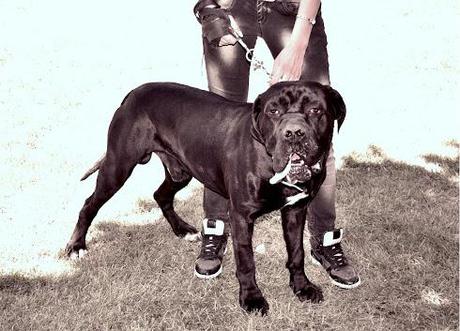 Gran Ferro 2013 #1: overview