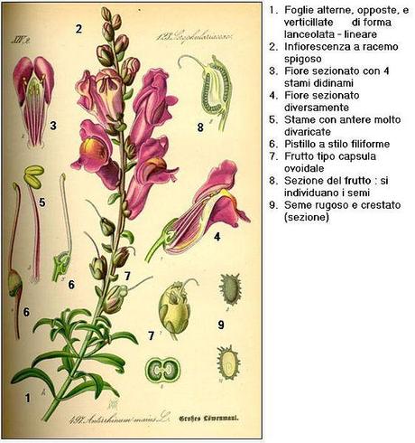 562px Illustration Antirrhinum majus0 DESC Una bocca di leone a Porta Leoni