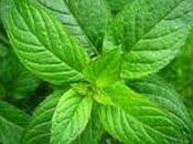 Menta: come perché funziona digestiva