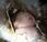Miracolo cina: neonato gettato estratto vivo dalle tubature della fogna