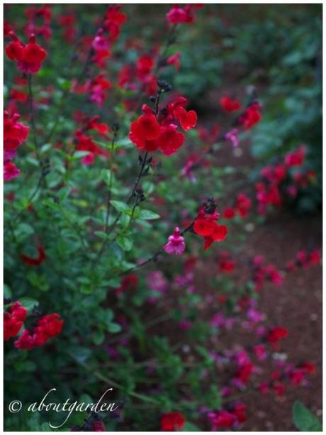 Salvia microphylla hot lips