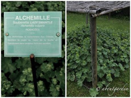 Alchemilla mollis