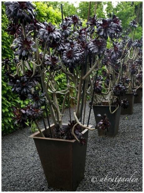 Aeonium atropurpureum