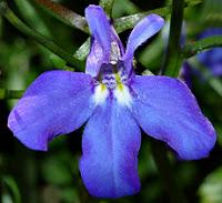 Lobelia