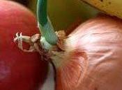 Chapati germogli cipolla