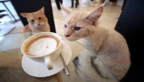 A Parigi un caffè...solo per gatti