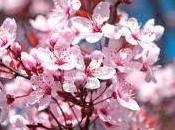 Strana primavera.