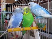 come Cocorite Criceti