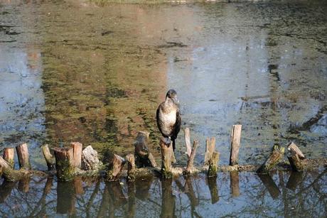 Meraviglie della natura - Oasi di Sant' Alessio