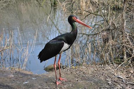 Meraviglie della natura - Oasi di Sant' Alessio