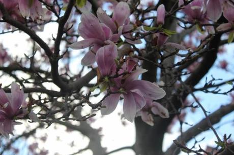 A pink flowers Out-Fit