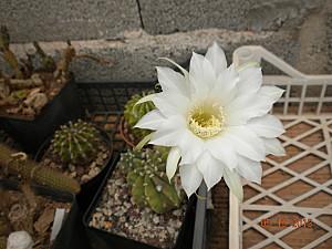 Fiore echinopsis