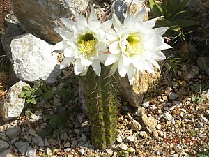 Trichocereus sp fiori