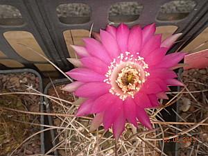 Fiore cactus serra