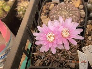 Fiore gymnocalycium