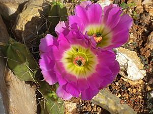 Echinocereus penthalopus