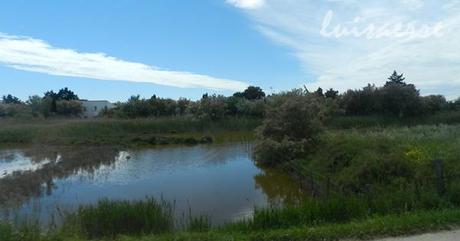 I COLORI DELLA CAMARGUE