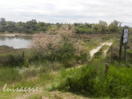 I COLORI DELLA CAMARGUE