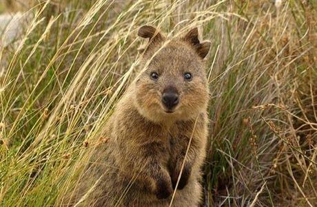 L’animale più felice del mondo? Si chiama Quokka e se la ride sempre eppure rischia l’estinzione