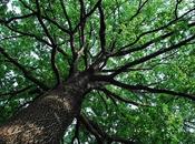 Dendron