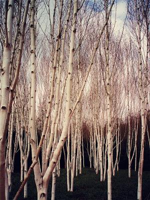 Decorazioni con la Betulla_Birch trees