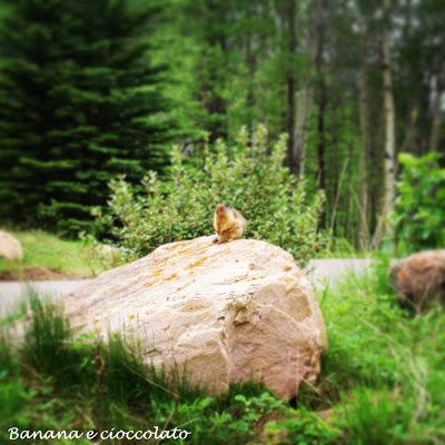 marmotta, canada