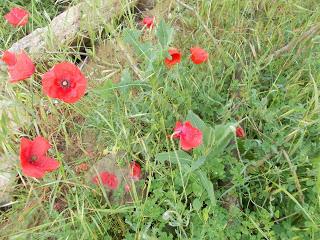 Buongiorno a tutte, stamani portando a spasso i miei cucc...