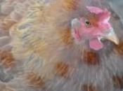 Riposante come chiocciare della gallina