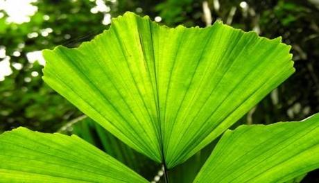 Amazzonia, a rischio le palme