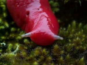 Lumaca gigante rosa: eccovi l’ultima scoperta del Monte Kaputar in Australia