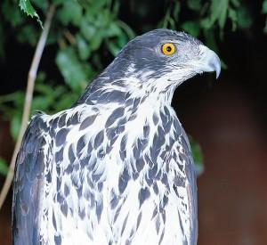 Sicilia: dodici rare aquile di Bonelli spiccano il loro primo volo