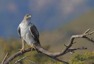 Sicilia: dodici rare aquile di Bonelli spiccano il loro primo volo