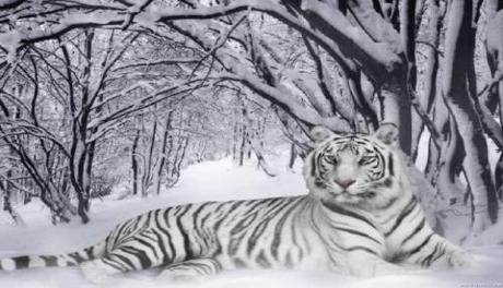 In un gene il segreto delle tigri bianche