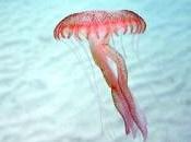 Troppe meduse? Sfruttiamole!