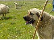 Tema: Cane pecore