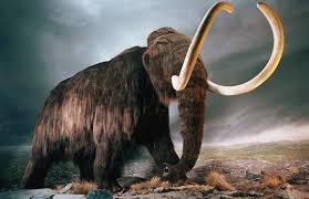 Cosa ha fatto estinguere i Mammut?