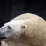 Inuka, l’orso polare che vive nello zoo di Singapore