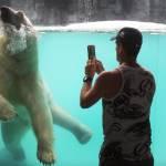 L'orso polare dello zoo di Singapore06