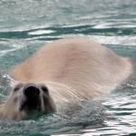L'orso polare dello zoo di Singapore02
