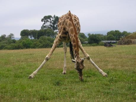 La Giraffa, l'animale più alto al mondo