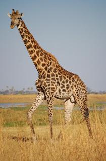 La Giraffa, l'animale più alto al mondo