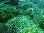 Scoperta nuova alga "invasiva" Canale Sicilia. Portata navi australiane...